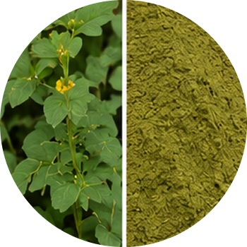 Sea Buckthorn (Leaf) cutout