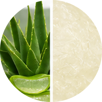 Aloe cutout