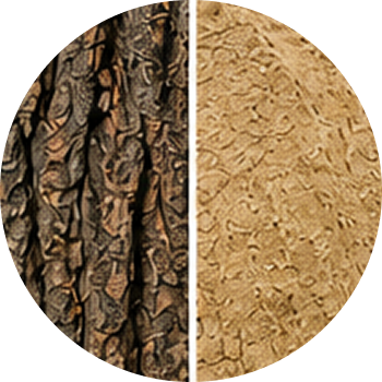 Saptaparni cutout