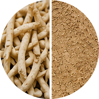 Asparagus Extract cutout