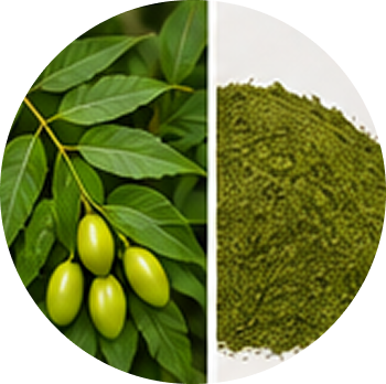 Neem cutout