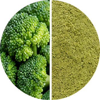 Broccoli cutout