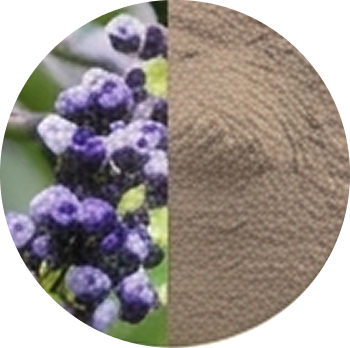 Chaste Tree Extract cutout