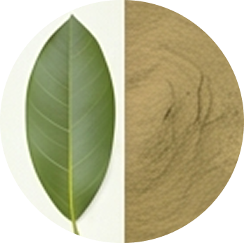 Cinnamon leaves Extract cutout