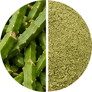 Cissus Extract cutout