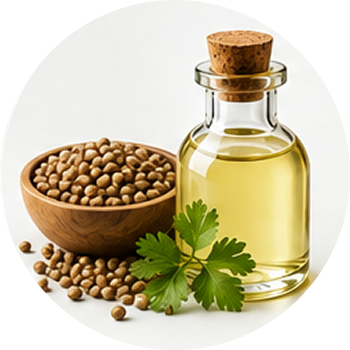 Coriander Seed Oil cutout
