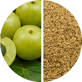 Amla cutout