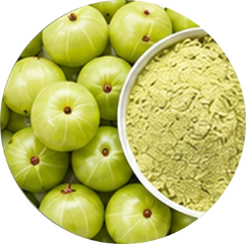 Amla / Indian Gooseberry cutout