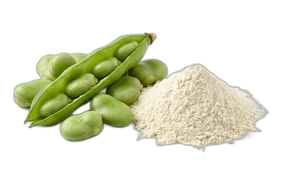 Fava Bean Protein cutout