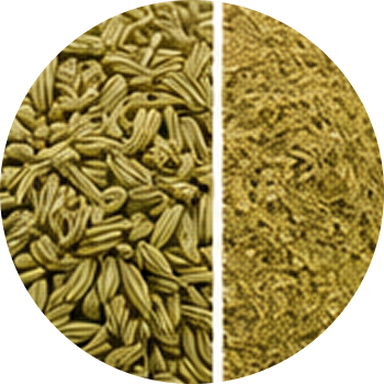 Fennel seed Extract cutout