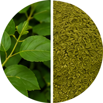 Gymnema Extract cutout