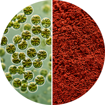 Astaxanthin cutout