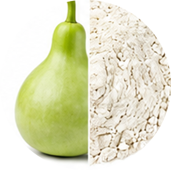 Bottle Gourd cutout