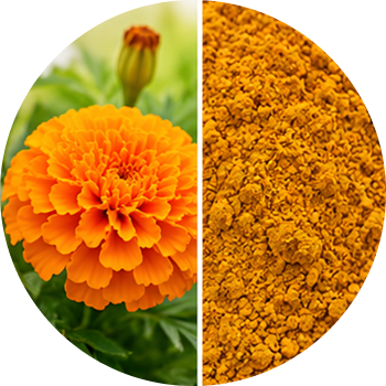 Zeaxanthin cutout
