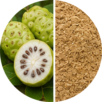 Morinda (Noni) Extract cutout