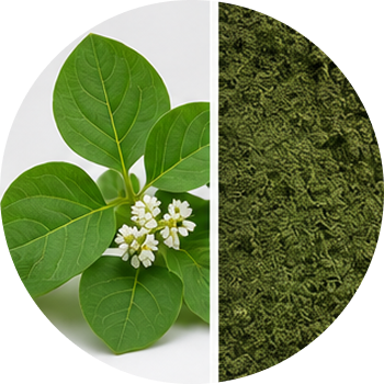 Naffatio Leaf cutout