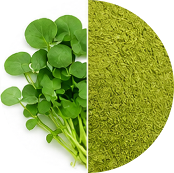 Watercress cutout