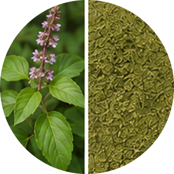 Holy basil Extract cutout