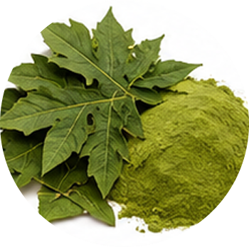 Papaya Leaf cutout