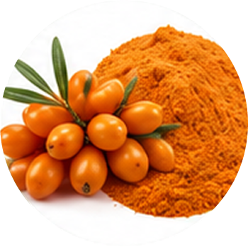 Sea Buckthorn cutout