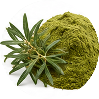 Sea Buckthorn cutout