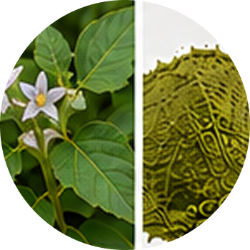 Bruhati cutout