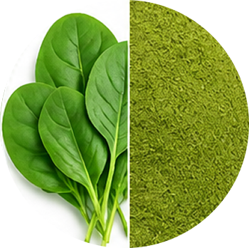 Spinach cutout