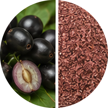 Jamun (Fruit) cutout