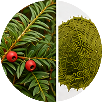 Himalayan Yew cutout