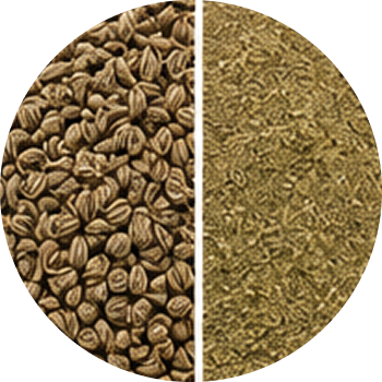 Ajwain Extract cutout