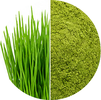 Wheatgrass cutout