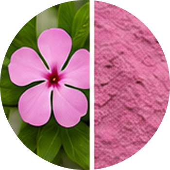 Periwinkle cutout