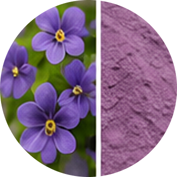 Sweet Violet cutout