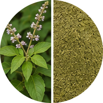 Chaste Tree Extract cutout