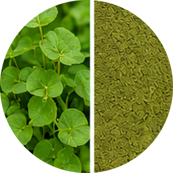 Watercress cutout
